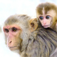 Un macaco Rhesus y su cría